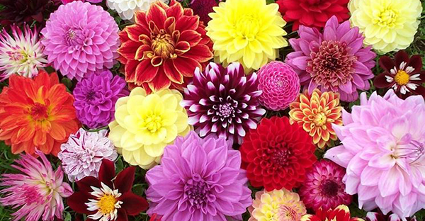 長崎県松浦市の家族葬 葬儀 お葬式ならメモリアルホール つぶやき 街で見かけた記憶に残る花